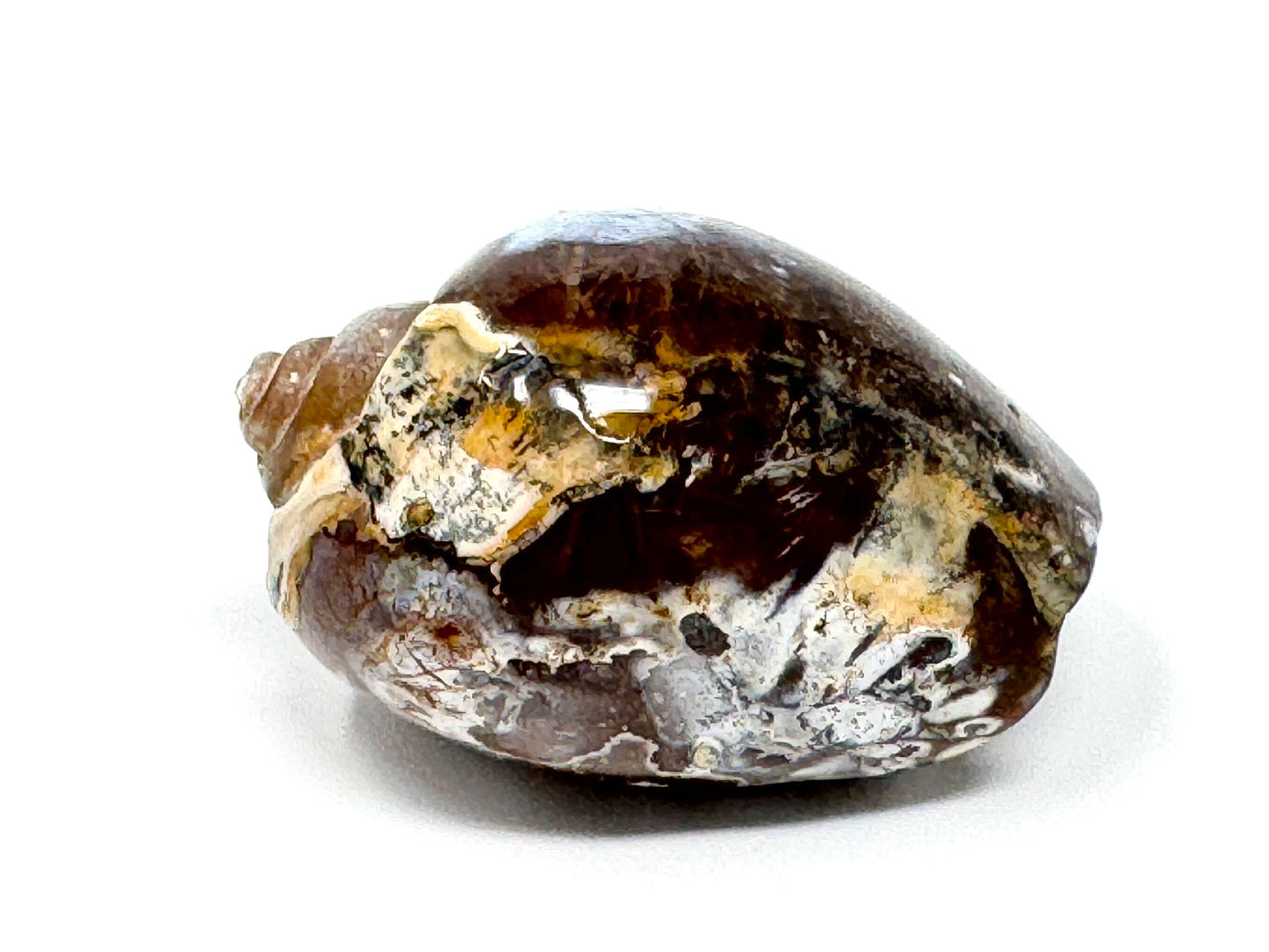 Agatized Gastropod Fossil Polished 4.1cm