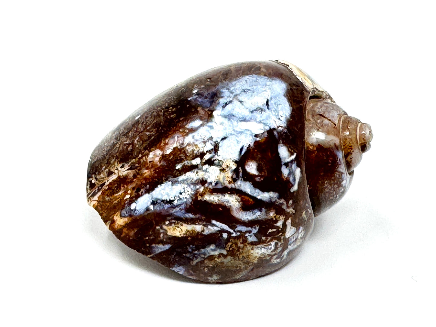 Agatized Gastropod Fossil Polished 4.1cm