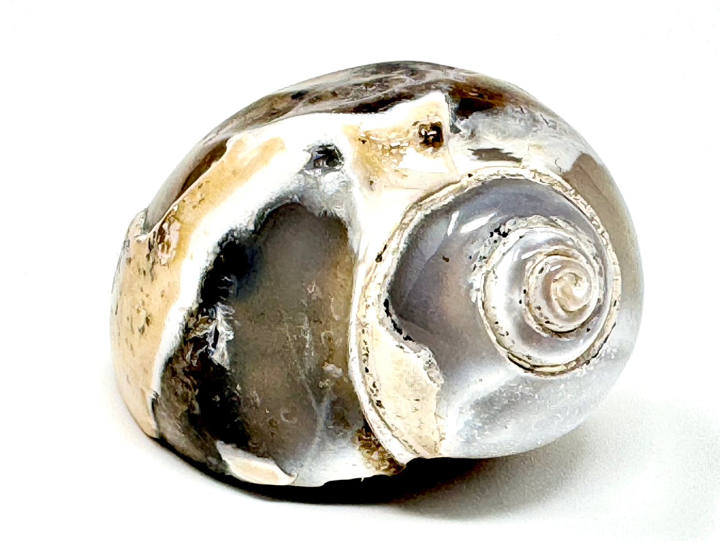 Agatized Gastropod Fossil Polished 4.7cm