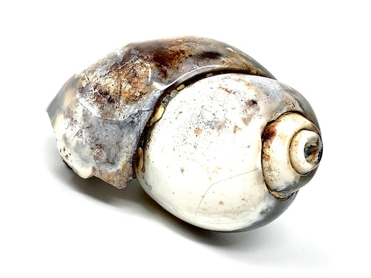 Agatized Gastropod Fossil Polished 6cm