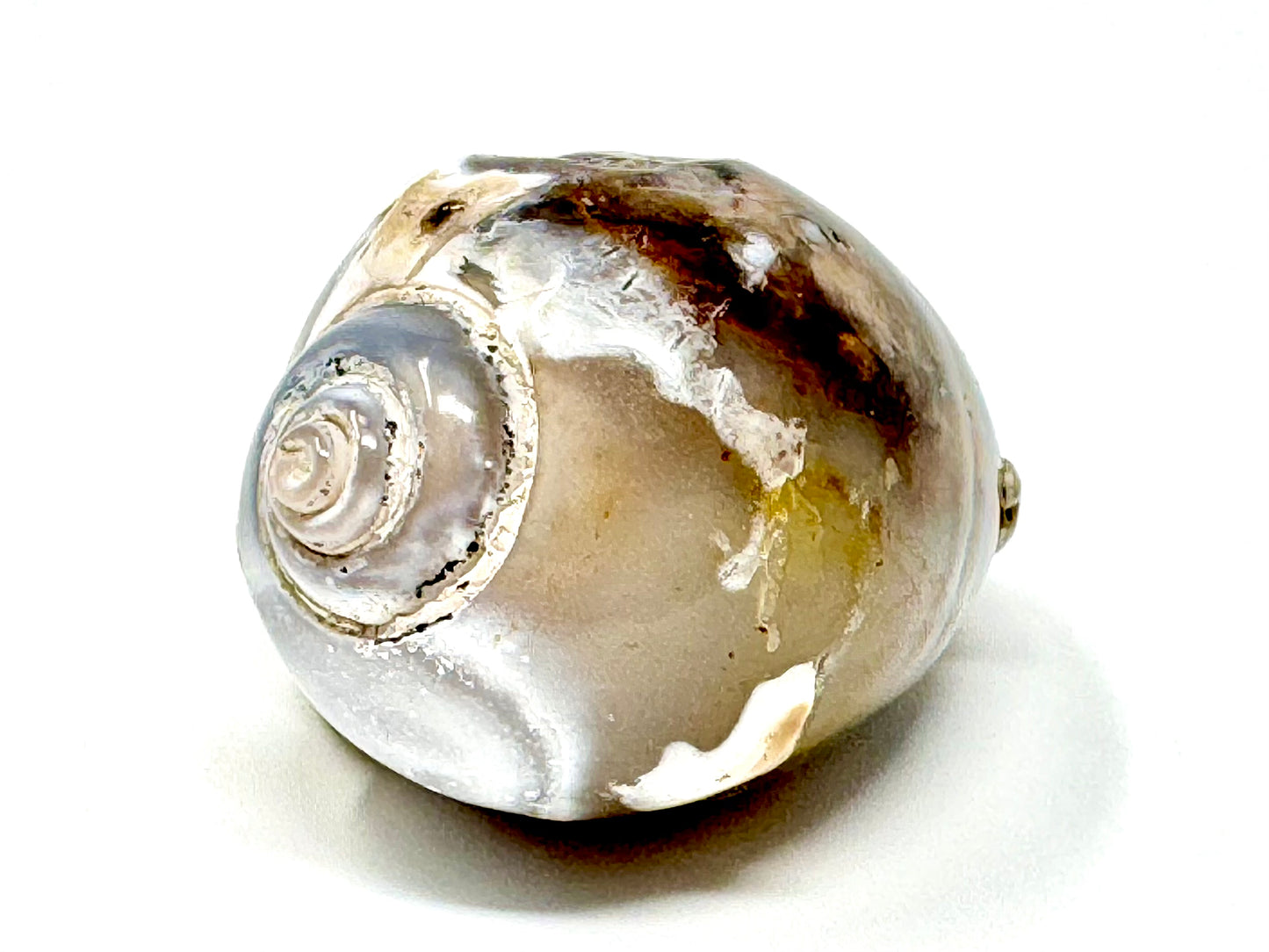 Agatized Gastropod Fossil Polished 4.7cm