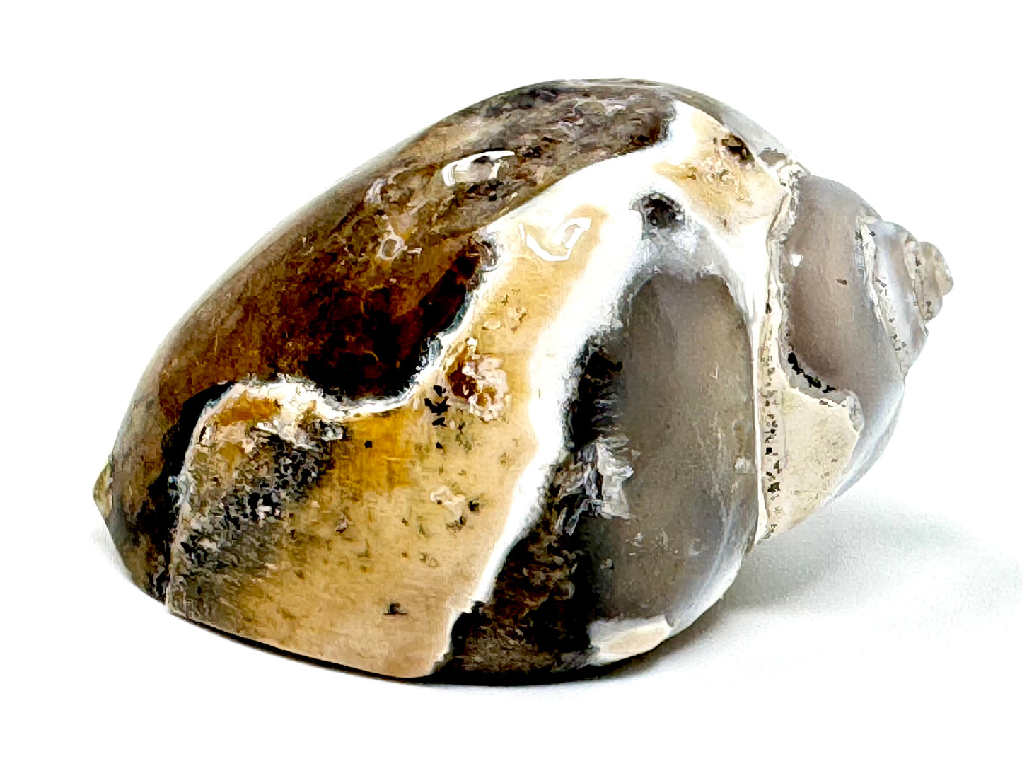 Agatized Gastropod Fossil Polished 4.7cm