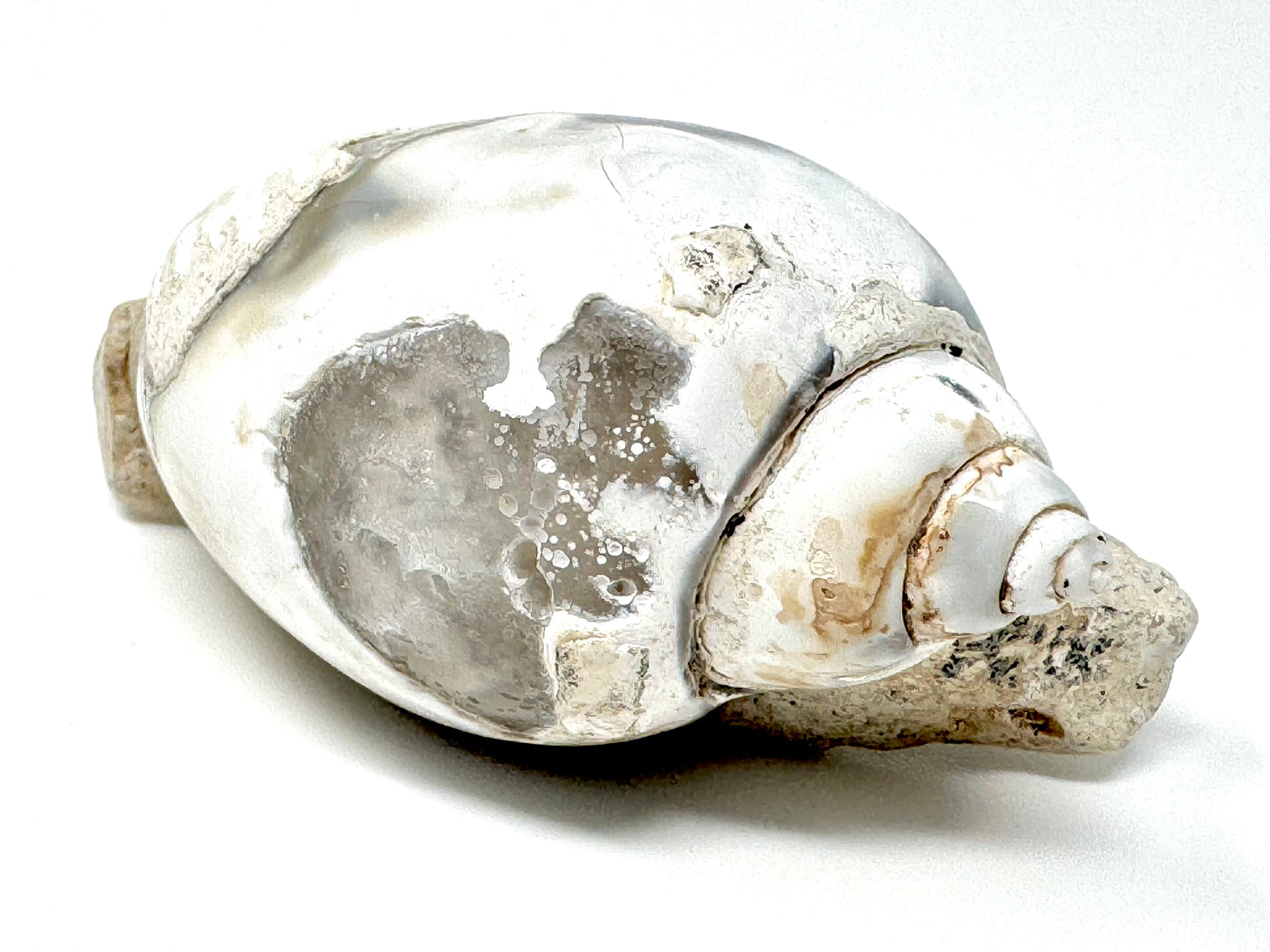 Agatized Gastropod Fossil Polished 5.8cm