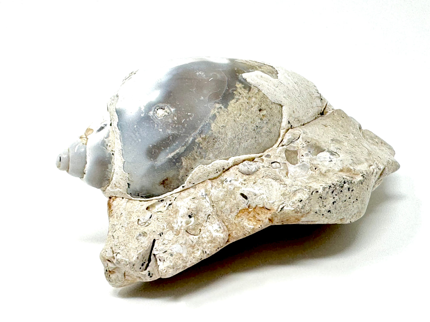 Agatized Gastropod Fossil Polished 5.8cm