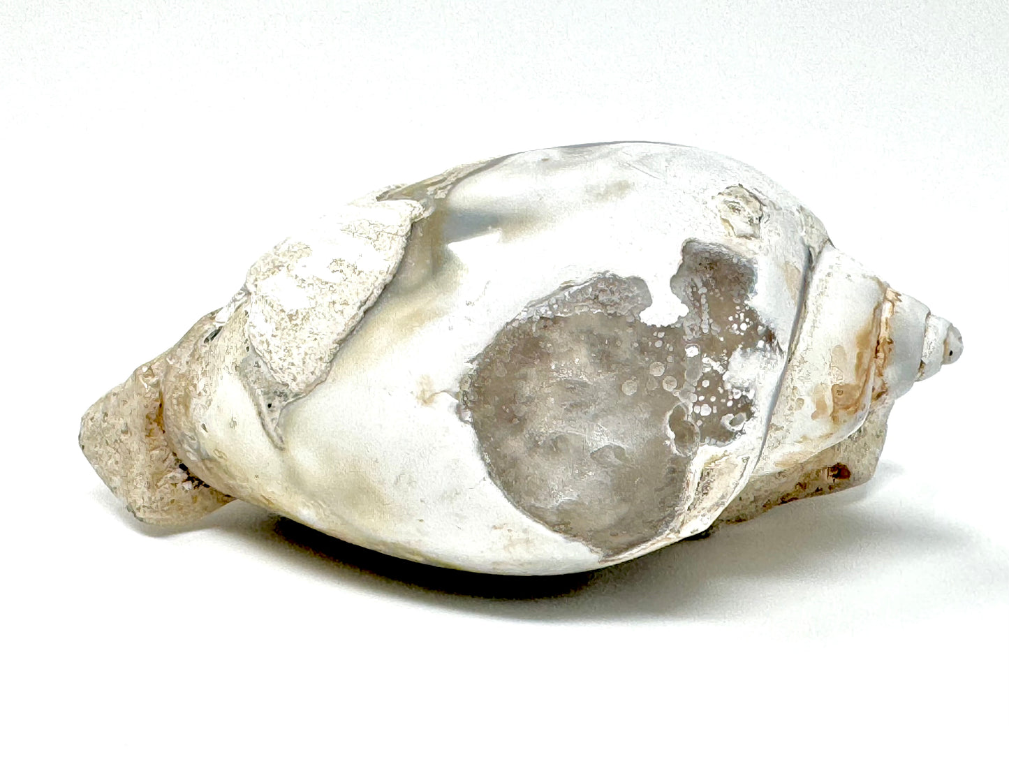 Agatized Gastropod Fossil Polished 5.8cm