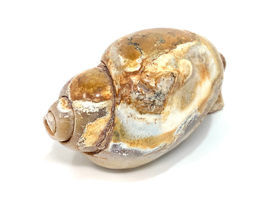 Druzy Agatized Gastropod Fossil Polished 6.5cm