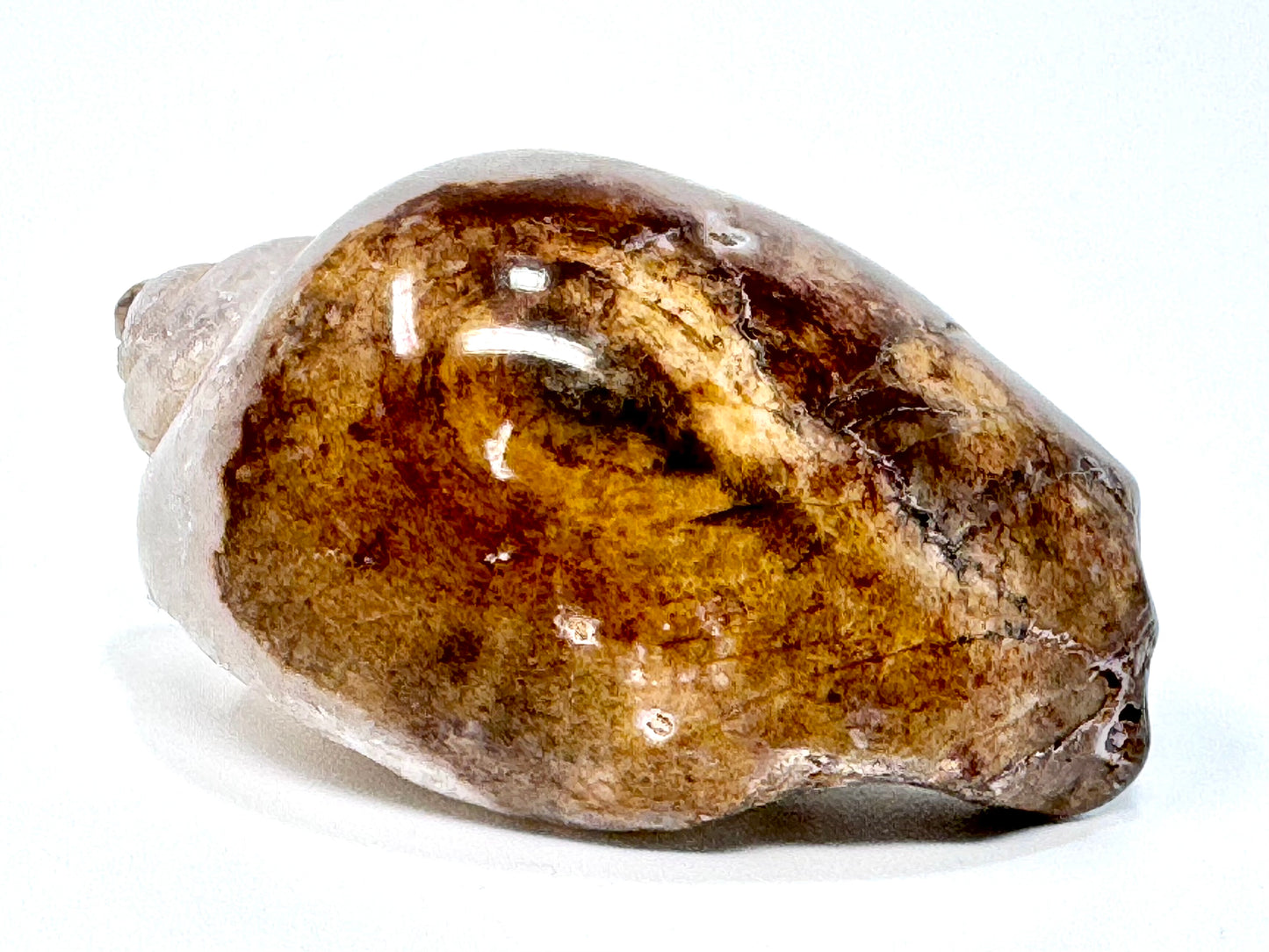 Druzy Agatized Gastropod Fossil Polished 4.2cm