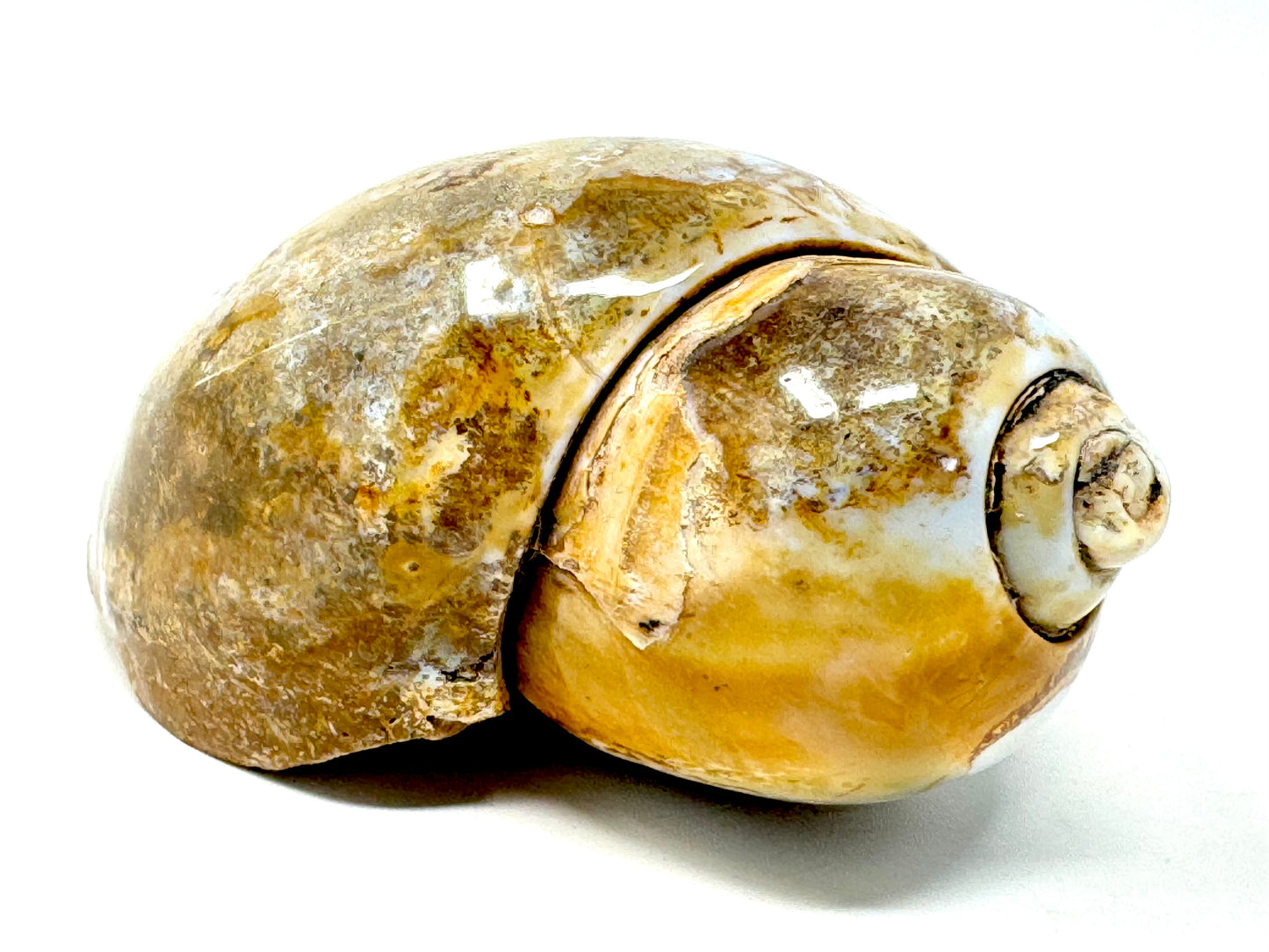 Agatized Gastropod Fossil Polished 6.6cm