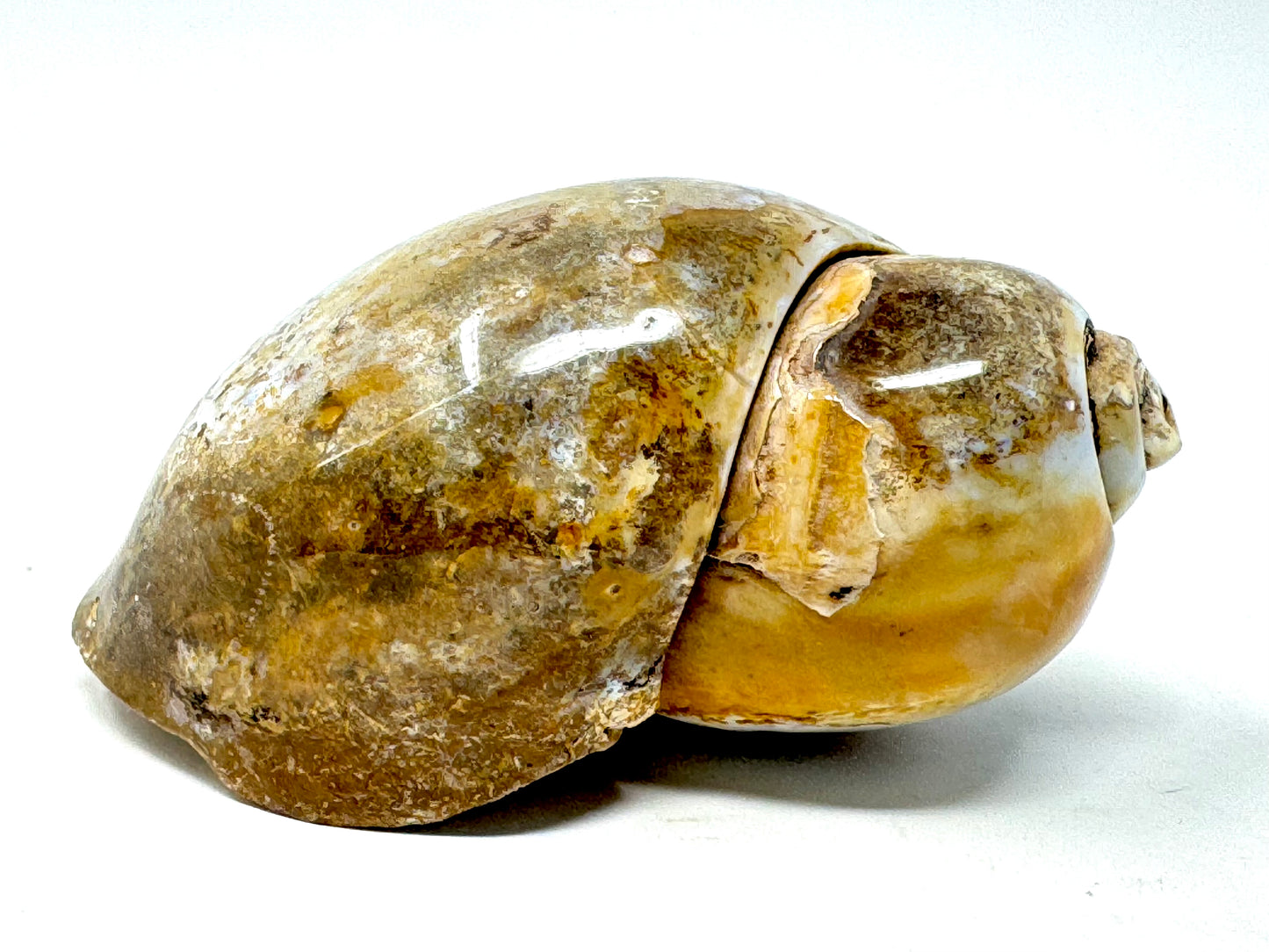 Agatized Gastropod Fossil Polished 6.6cm