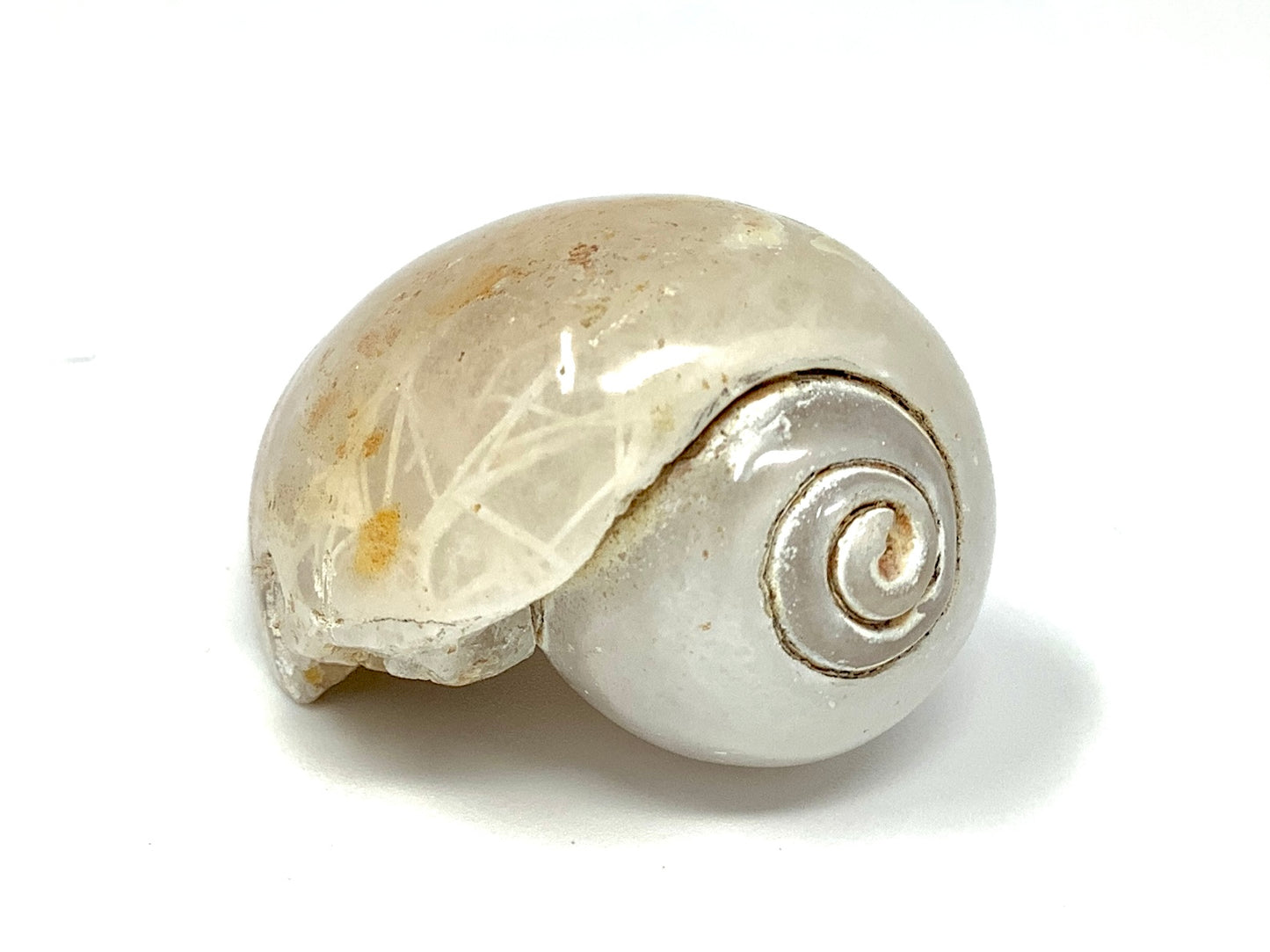 Agatized Gastropod Fossil Polished 4.1cm