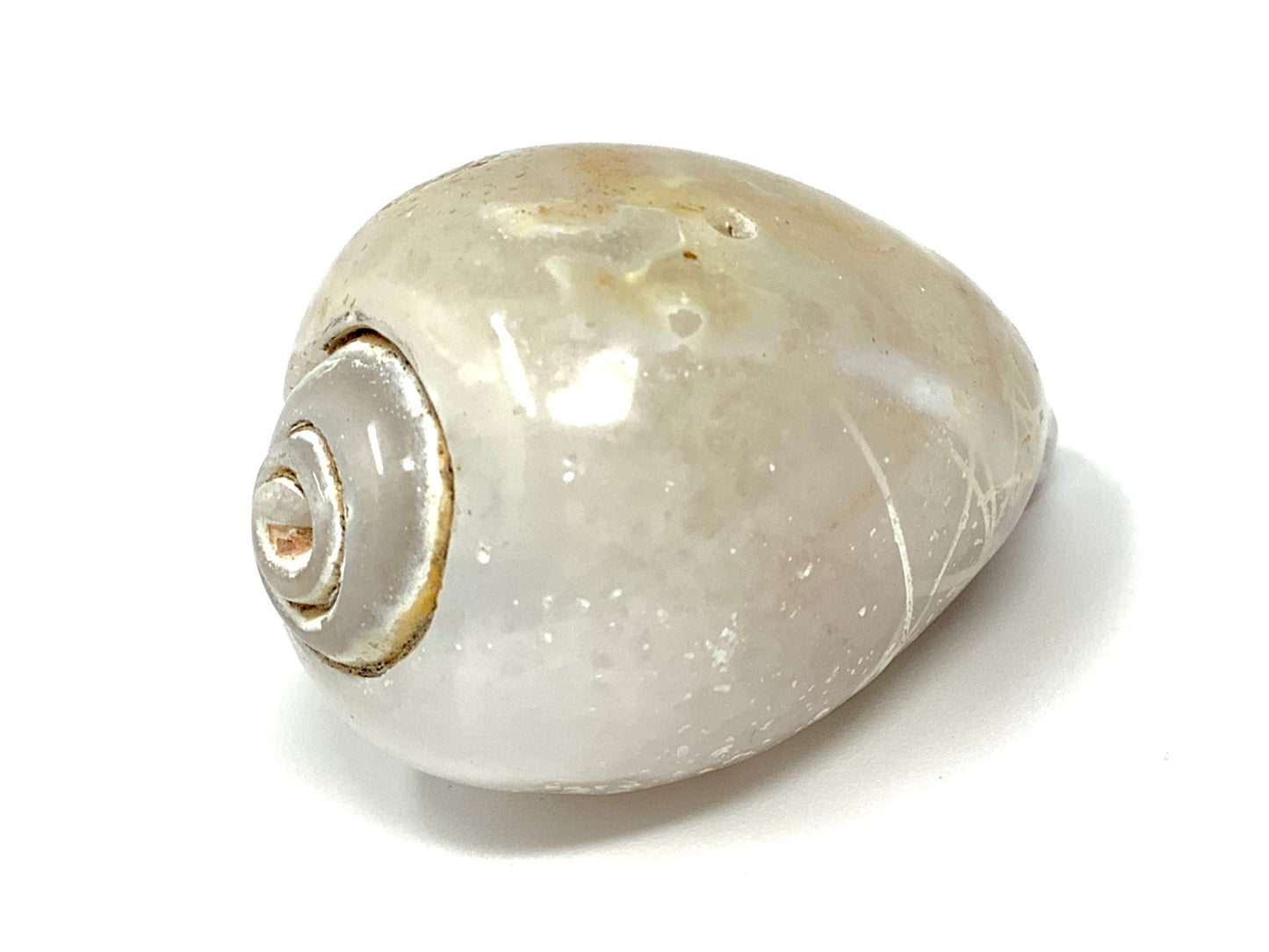 Agatized Gastropod Fossil Polished 4.1cm