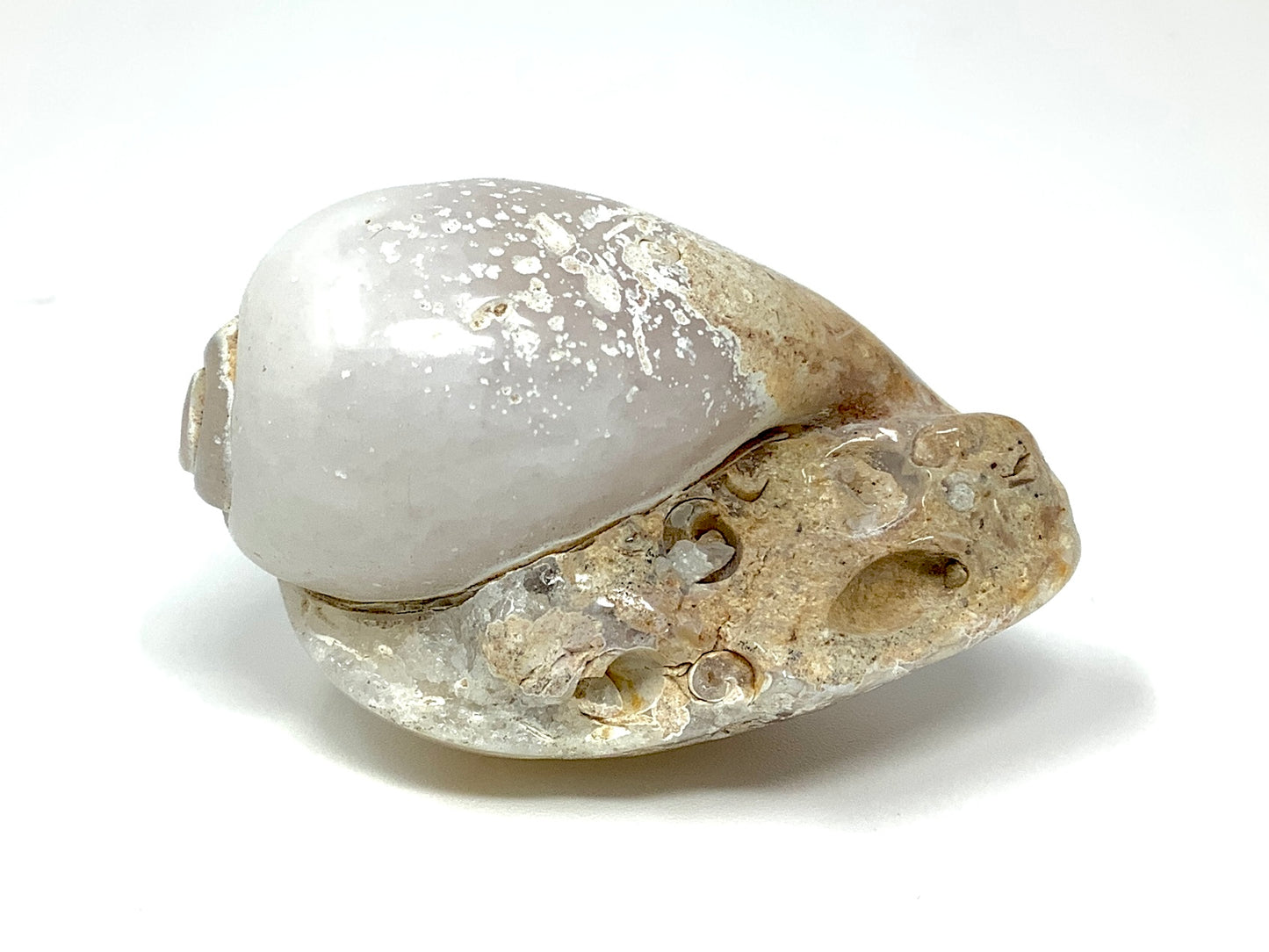 Agatized Gastropod Fossil Polished 4.1cm