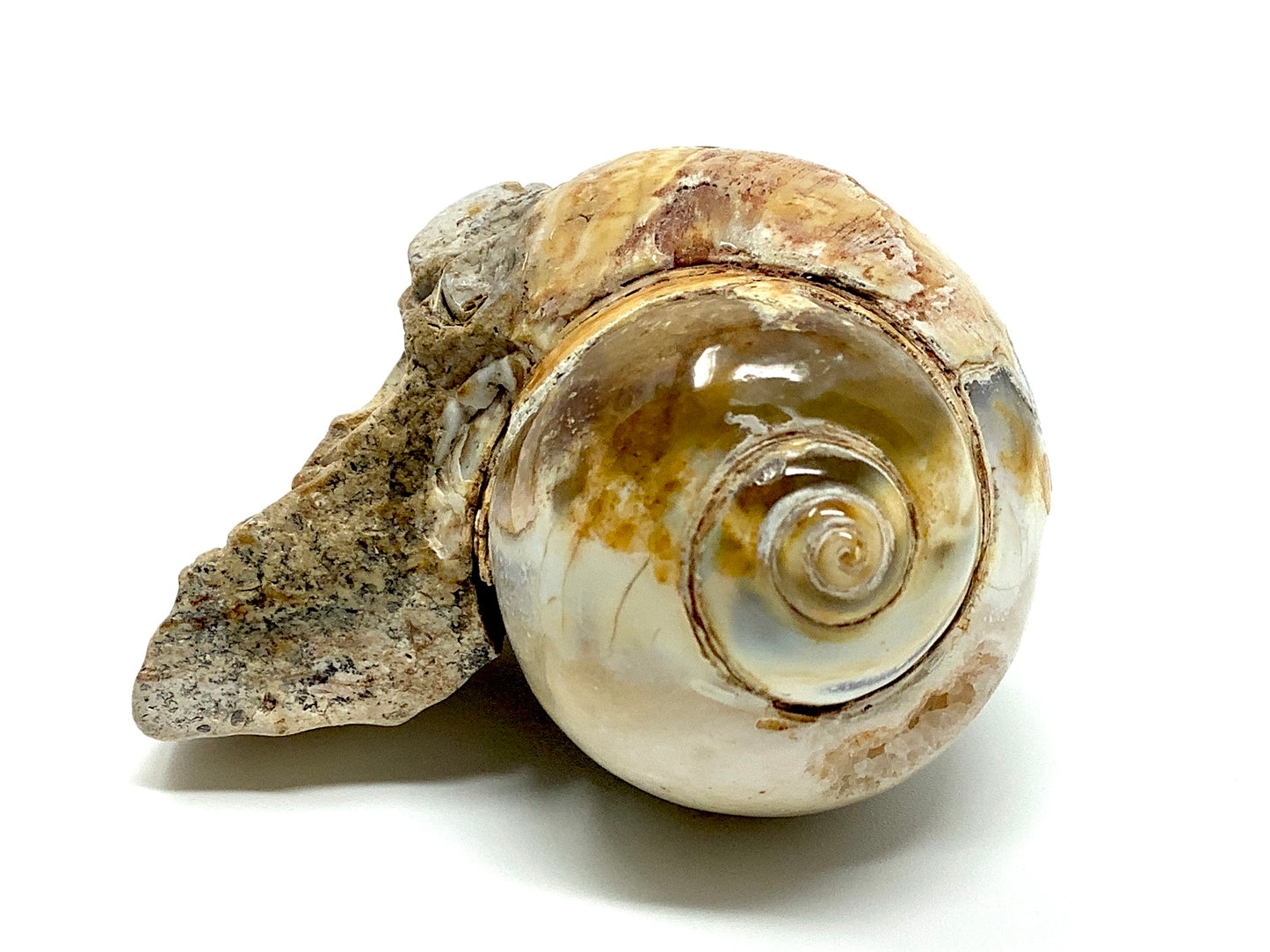 Agatized Gastropod Fossil Polished 5.8cm