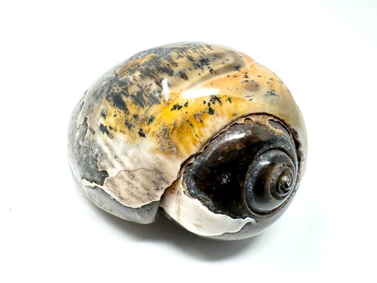 Agatized Gastropod Fossil Polished 5.3cm