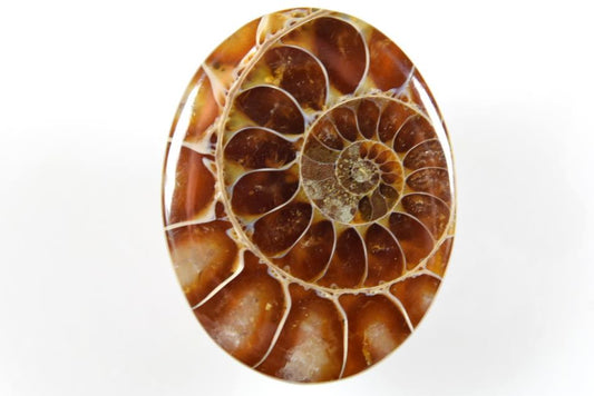 Ammonite Cabochon 3.5cm