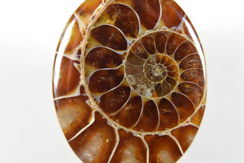 Ammonite Cabochon 3.5cm