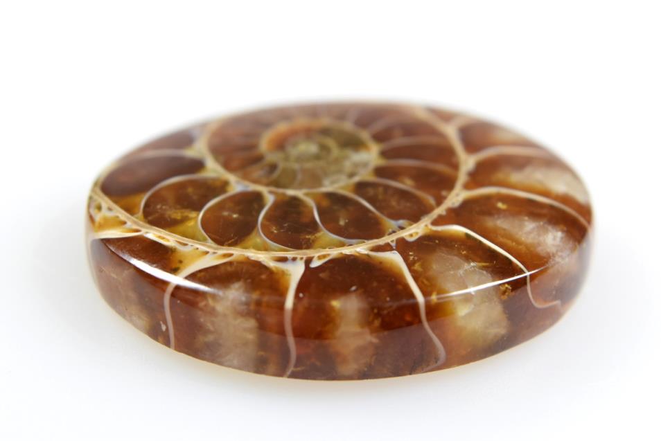 Ammonite Cabochon 3.5cm