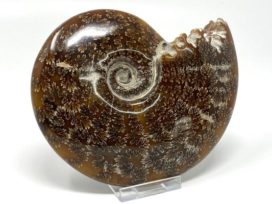 Ammonite Cleoniceras Polished Large 14.2cm