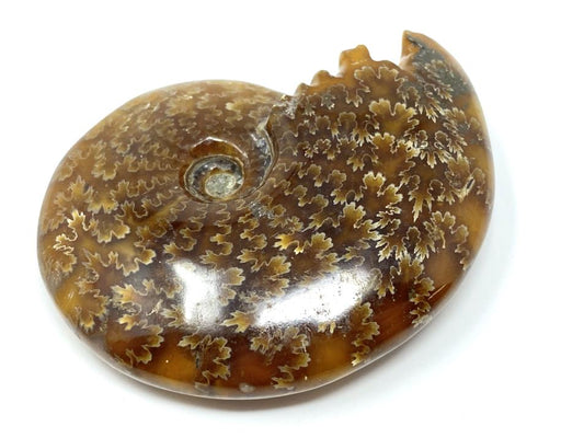 Ammonite Cleoniceras Polished 8cm