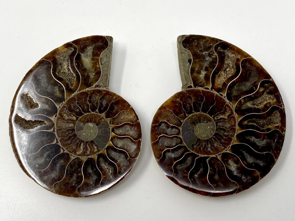 Ammonite Pair 7.4cm