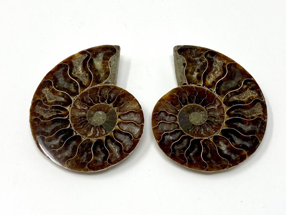 Ammonite Pair 7.4cm