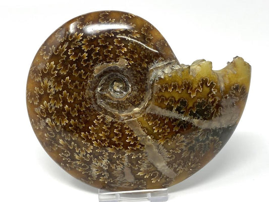 Ammonite Cleoniceras Polished Large 12.7cm