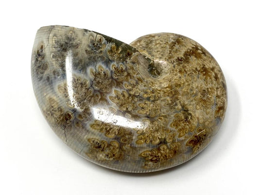 Ammonite Phylloceras Polished 6.8cm