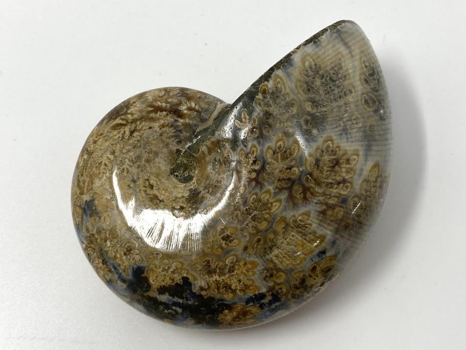 Ammonite Phylloceras Polished 6.8cm