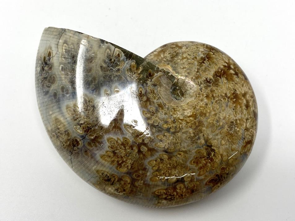 Ammonite Phylloceras Polished 6.8cm