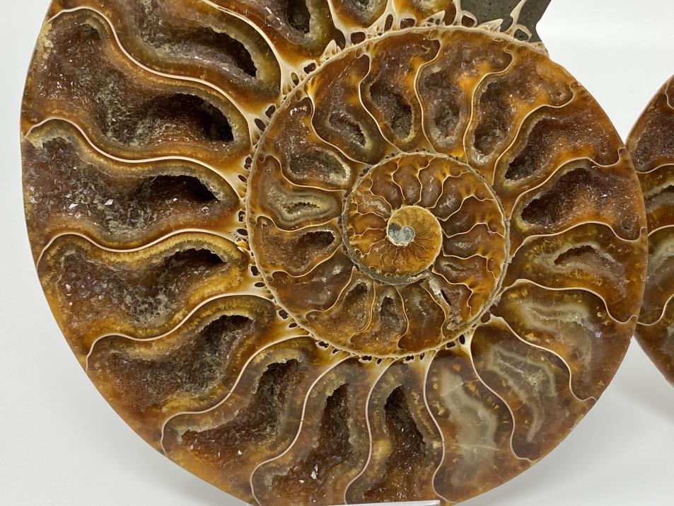 Ammonite Pair 15.2cm