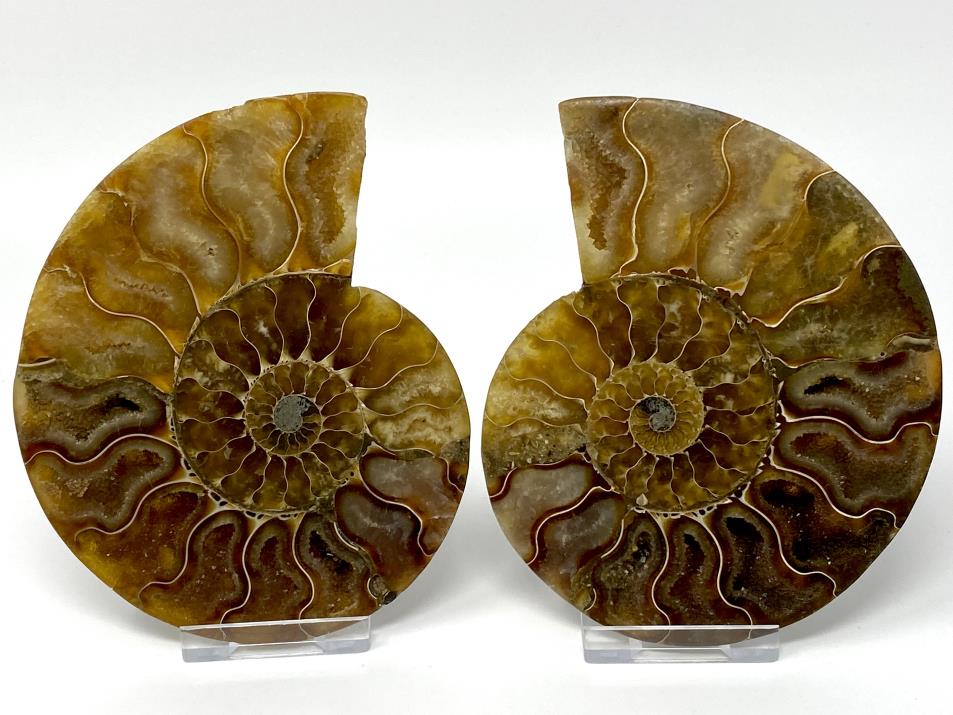 Ammonite Pair 11.9cm