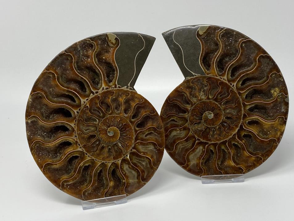 Ammonite Pair 15.2cm