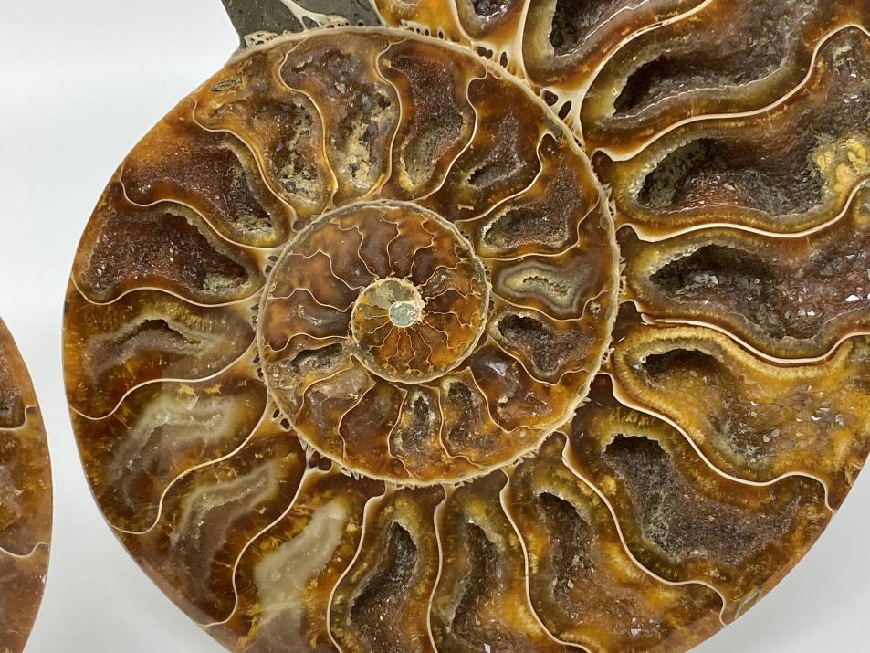 Ammonite Pair 15.2cm