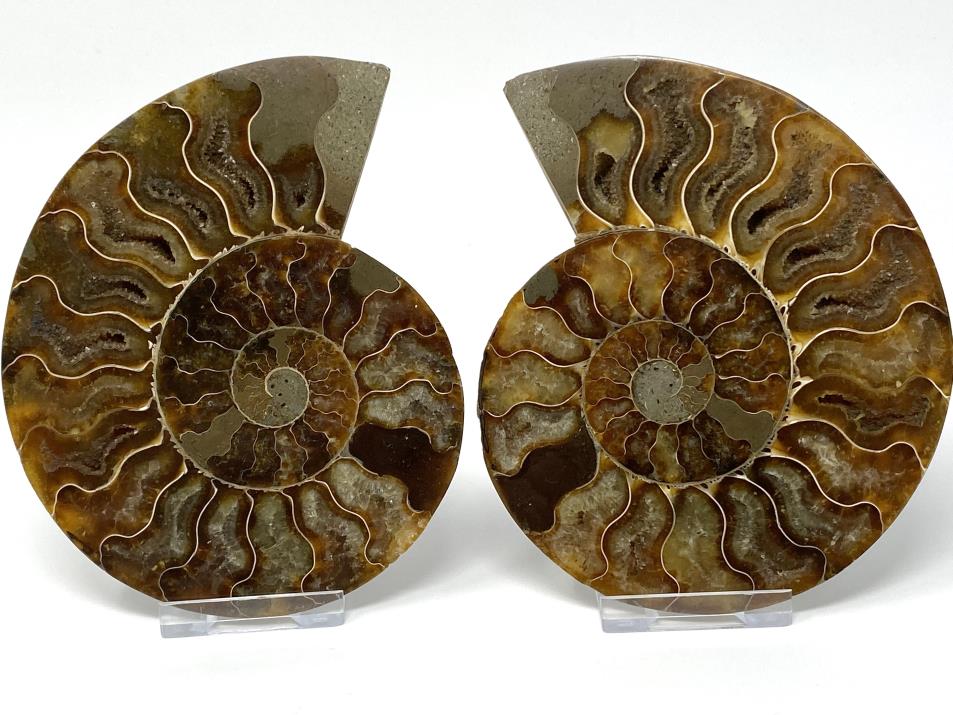 Ammonite Pair 12.9cm