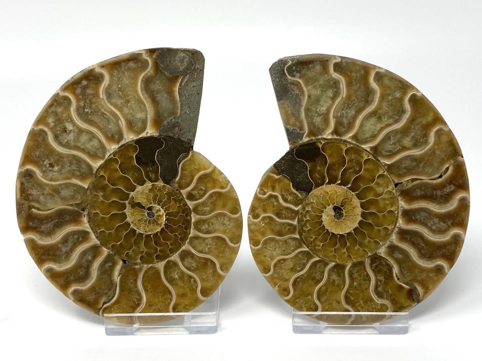 Ammonite Pair 10.2cm