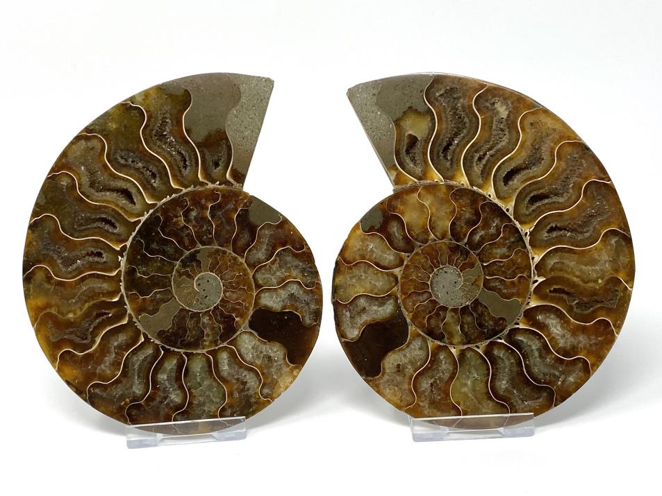 Ammonite Pair 12.9cm