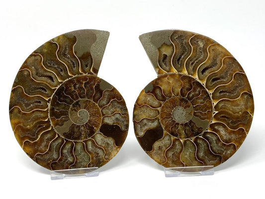 Ammonite Pair 12.9cm