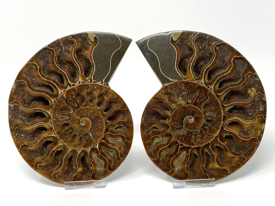 Ammonite Pair 15.2cm