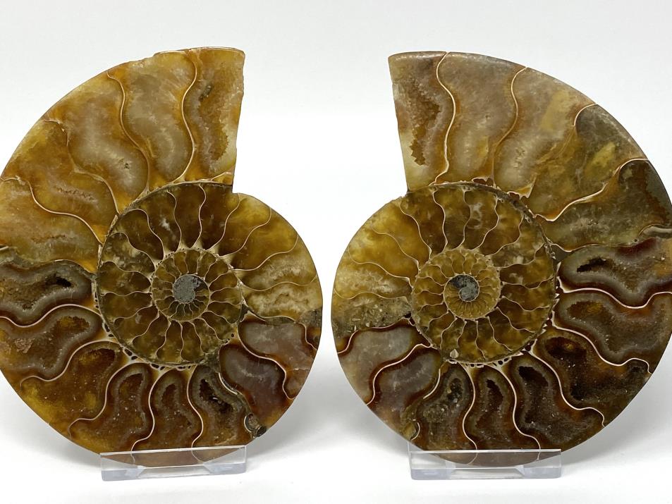 Ammonite Pair 11.9cm