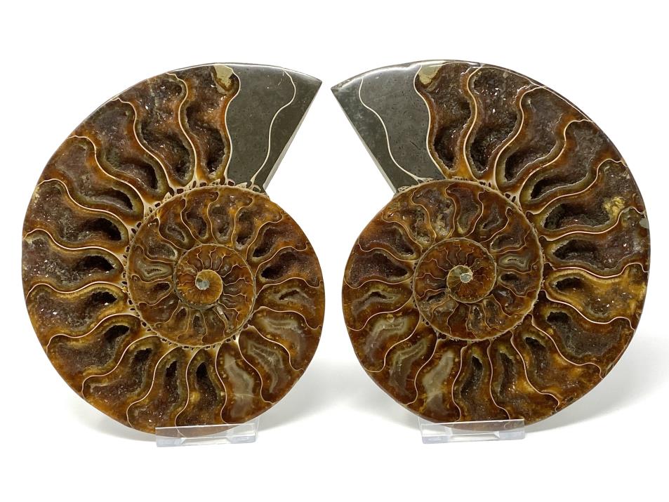 Ammonite Pair 15.2cm