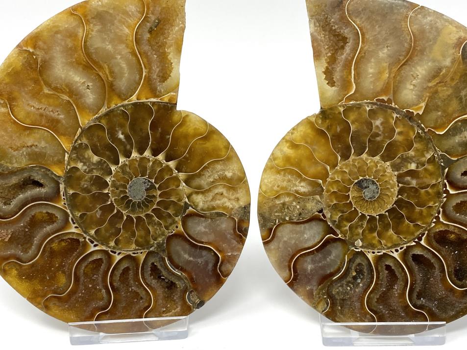 Ammonite Pair 11.9cm