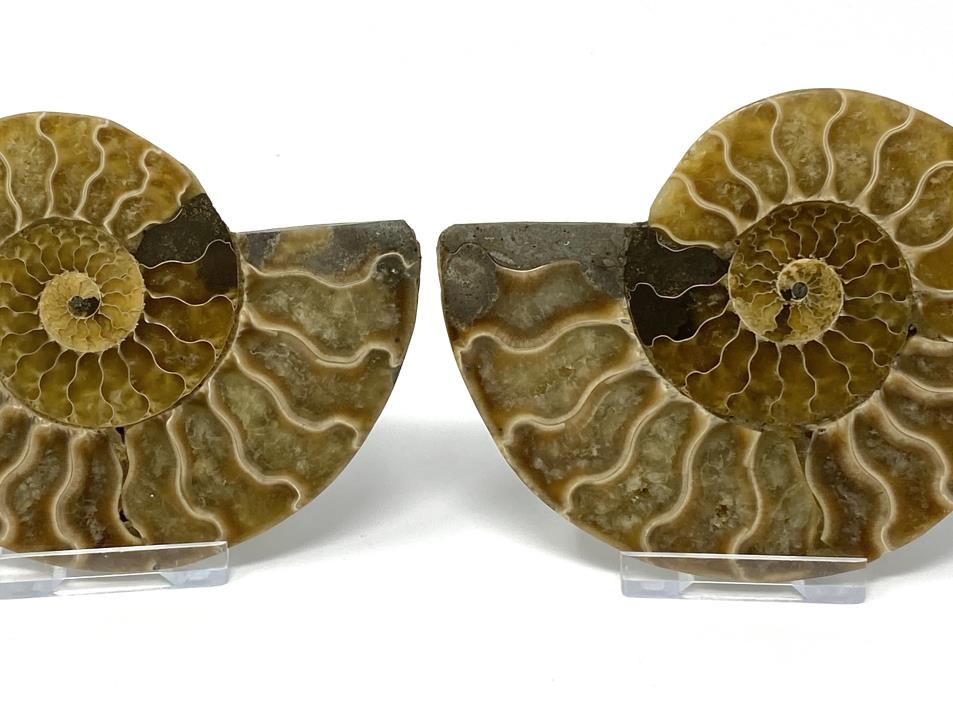 Ammonite Pair 10.2cm