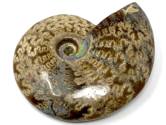 Ammonite Cleoniceras Polished 10.1cm