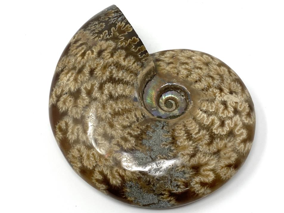 Ammonite Cleoniceras Polished 10.1cm