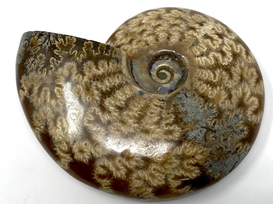 Ammonite Cleoniceras Polished 10.1cm