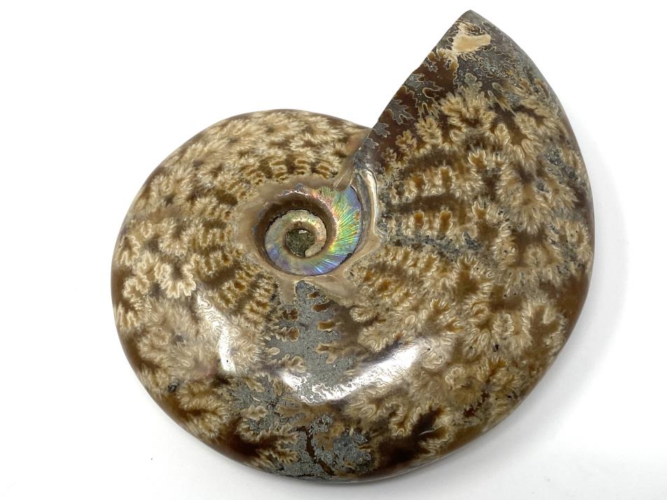 Ammonite Cleoniceras Polished 10.1cm