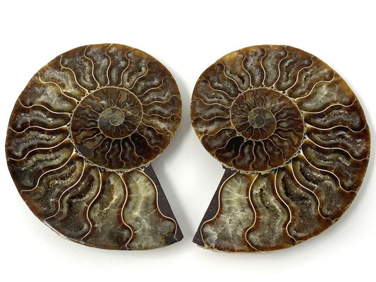 Ammonite Pair 10.3cm