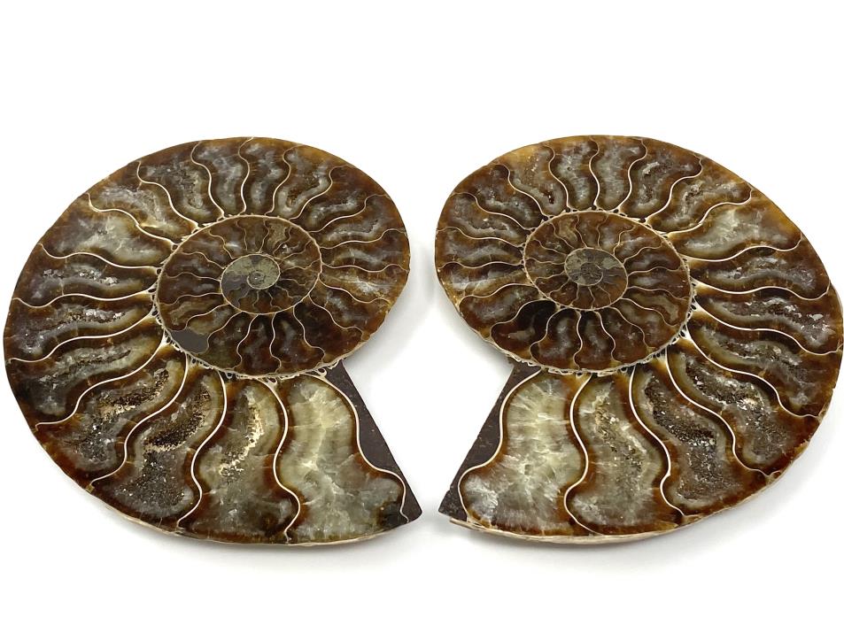 Ammonite Pair 10.3cm