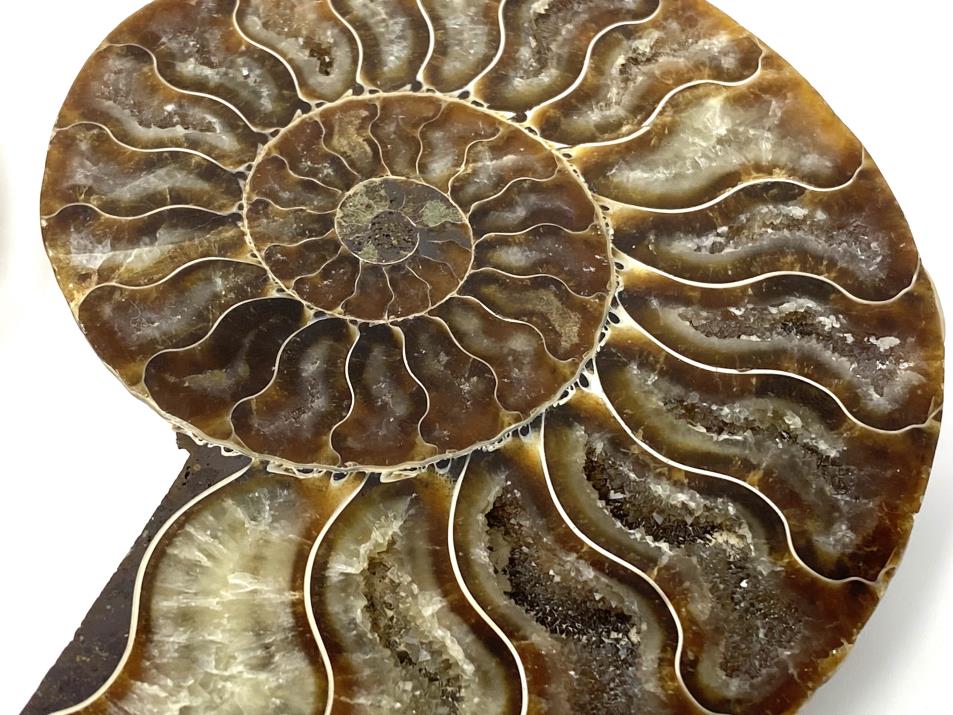 Ammonite Pair 10.3cm