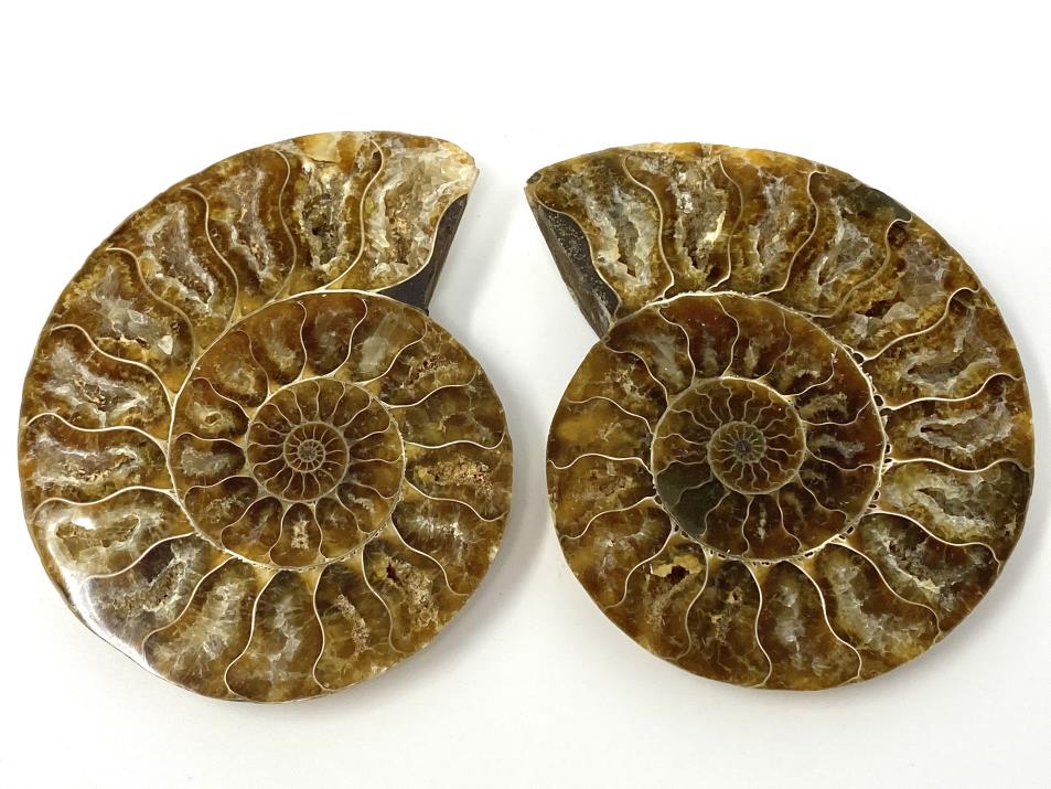 Ammonite Pair 8.6cm